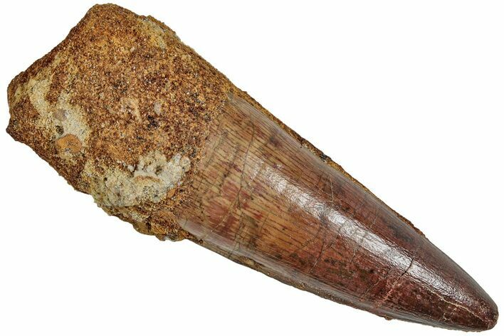 Fossil Spinosaurus Tooth - Nice Enamel Preservation #233790